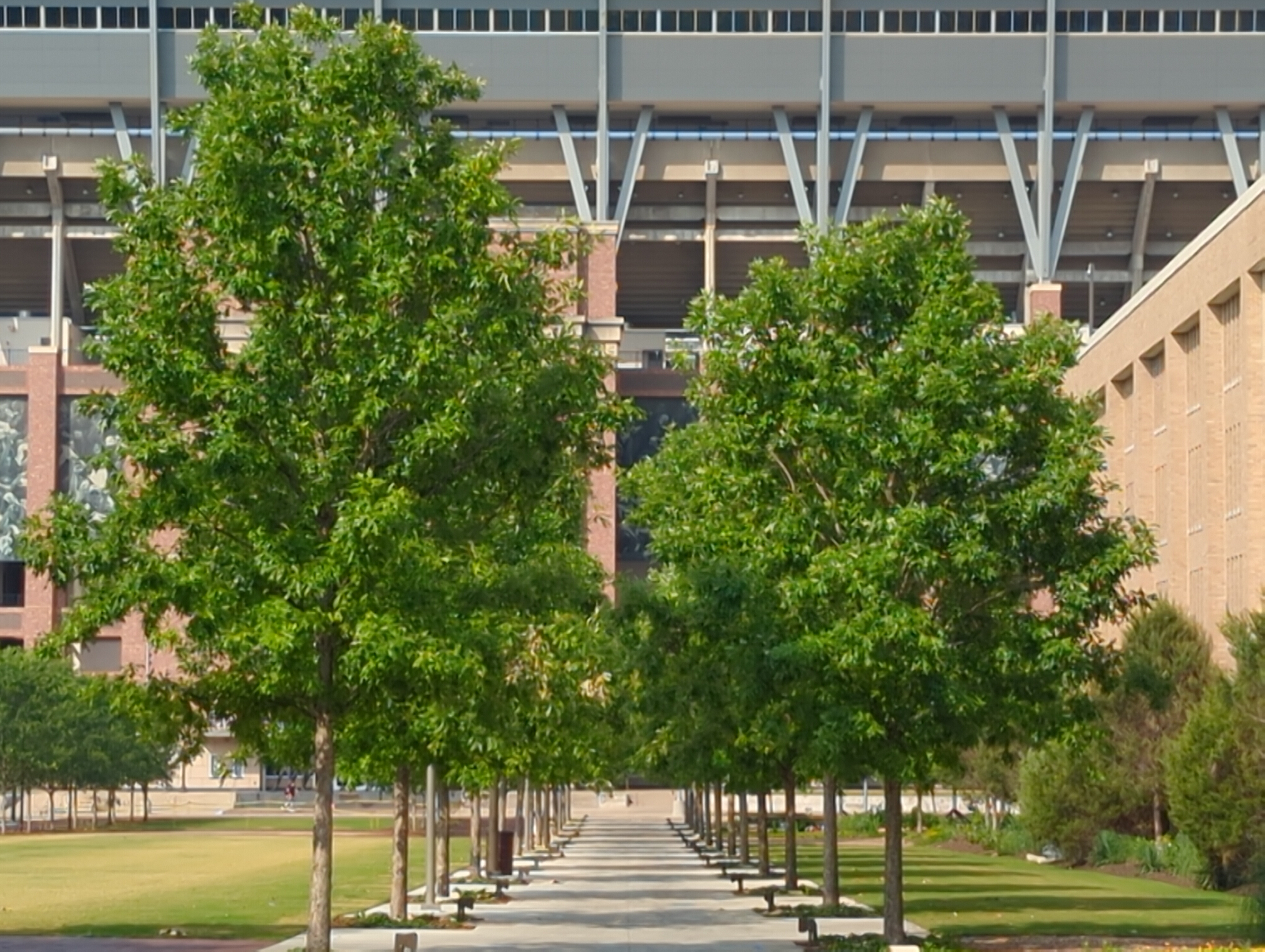 lines of trees, lines of minds